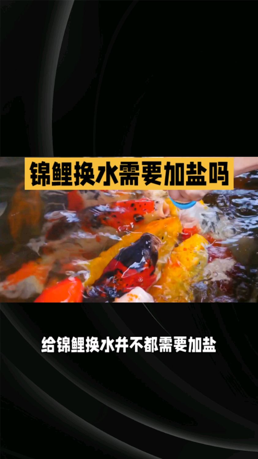 养锦鲤需要加盐吗?