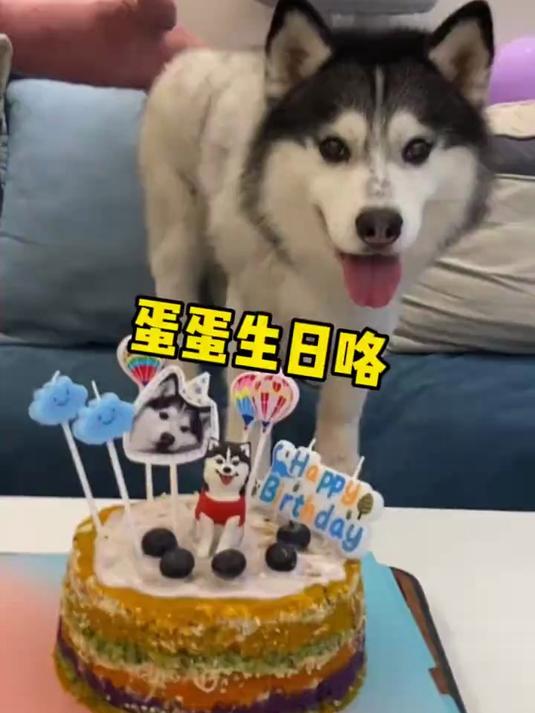 第一次动手给二哈做的蛋糕,一切都是值得的