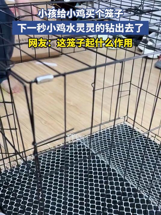 小孩给小鸡买个笼子 下一秒小鸡水灵灵的钻出去了 网友:这笼子起什么作用