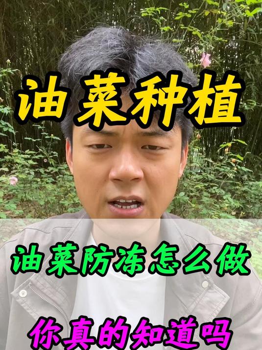 油菜防冻到底该怎么做,你真的知道吗?