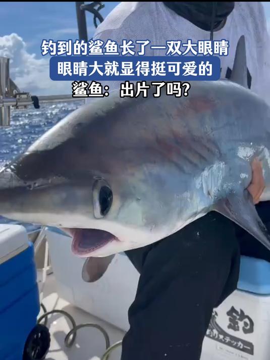 钓到的鲨鱼长了一双大眼睛,看着还怪可爱的