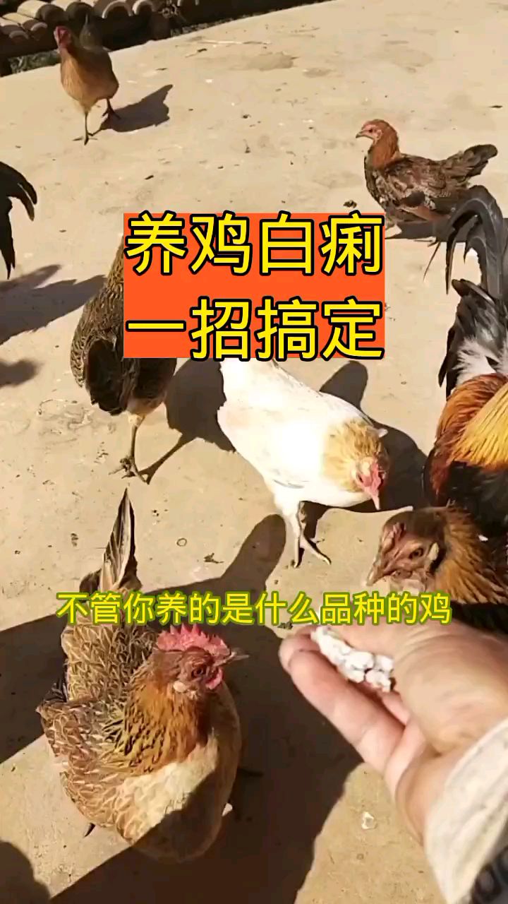 鸡拉稀白痢一招搞定