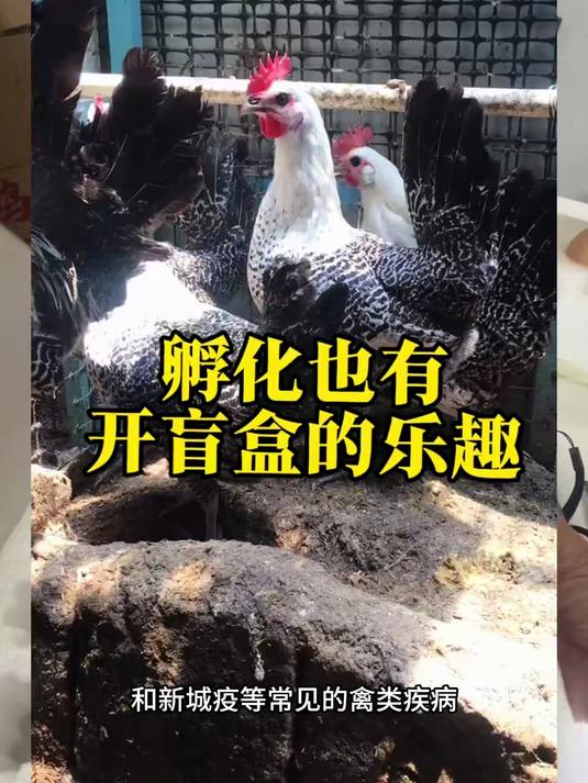 踩坑后遇神仙卖家，孵化拆箱居然也有拆盲盒的乐趣，你见过最绝的鸡是什么品种？#埃及艳后#紫怀