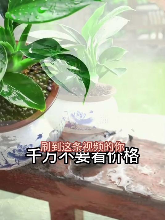 民宿特色亮点,金钻盆栽独具魅力,吸引游客纷至沓来!