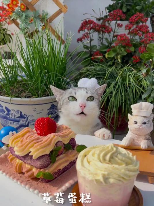 没有人会拒绝一只可可爱爱会做草莓蛋糕的猫吧!