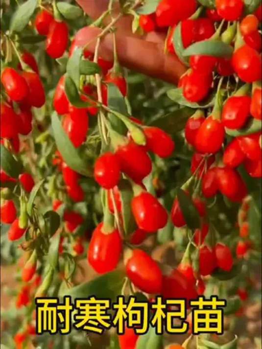 南方北方都能种 红枸杞苗 当年结果 易种植