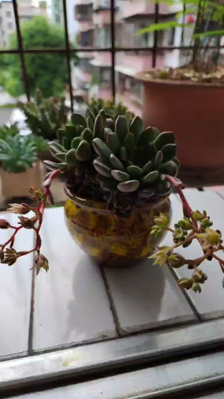 我家的多肉植物一一红宝石,广寒宫,玉缀灬开花了