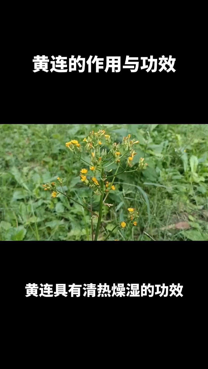 黄连的作用与功效