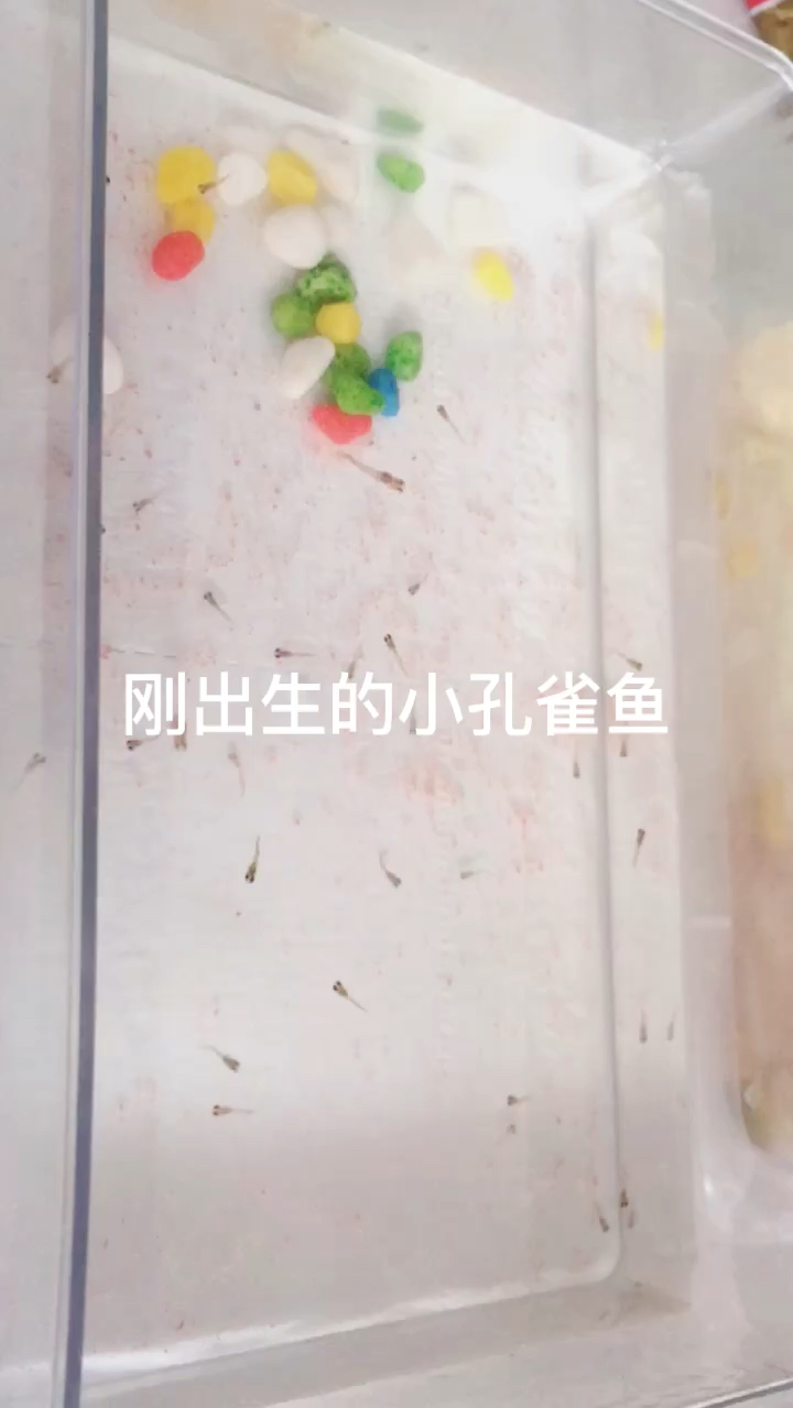 刚出生的小孔雀鱼苗是什么样子的,我带大家看一下刚出生的和一个月的孔雀鱼