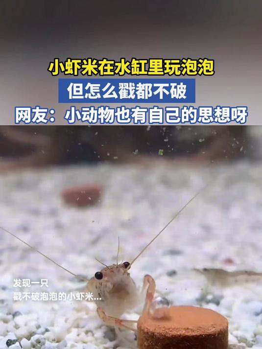 小虾米在水缸里玩泡泡 但怎么戳都不破 网友:小动物也有自己的思想呀