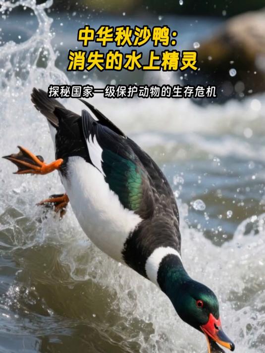 中华秋沙鸭:消失的水上精灵