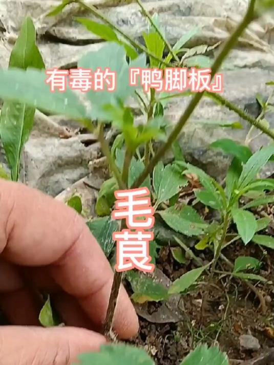 有毒植物毛茛也叫鸭脚板,但不能吃,民间又叫野芹菜毛芹菜