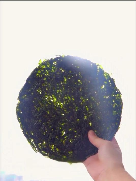 文艺青年挚爱,诗意紫菜书写海韵