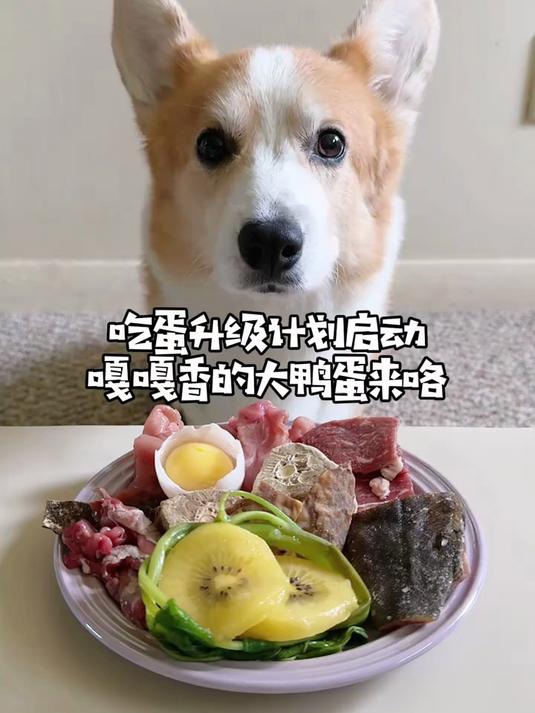 吃蛋升级计划启动！嘎嘎香的大鸭蛋来咯