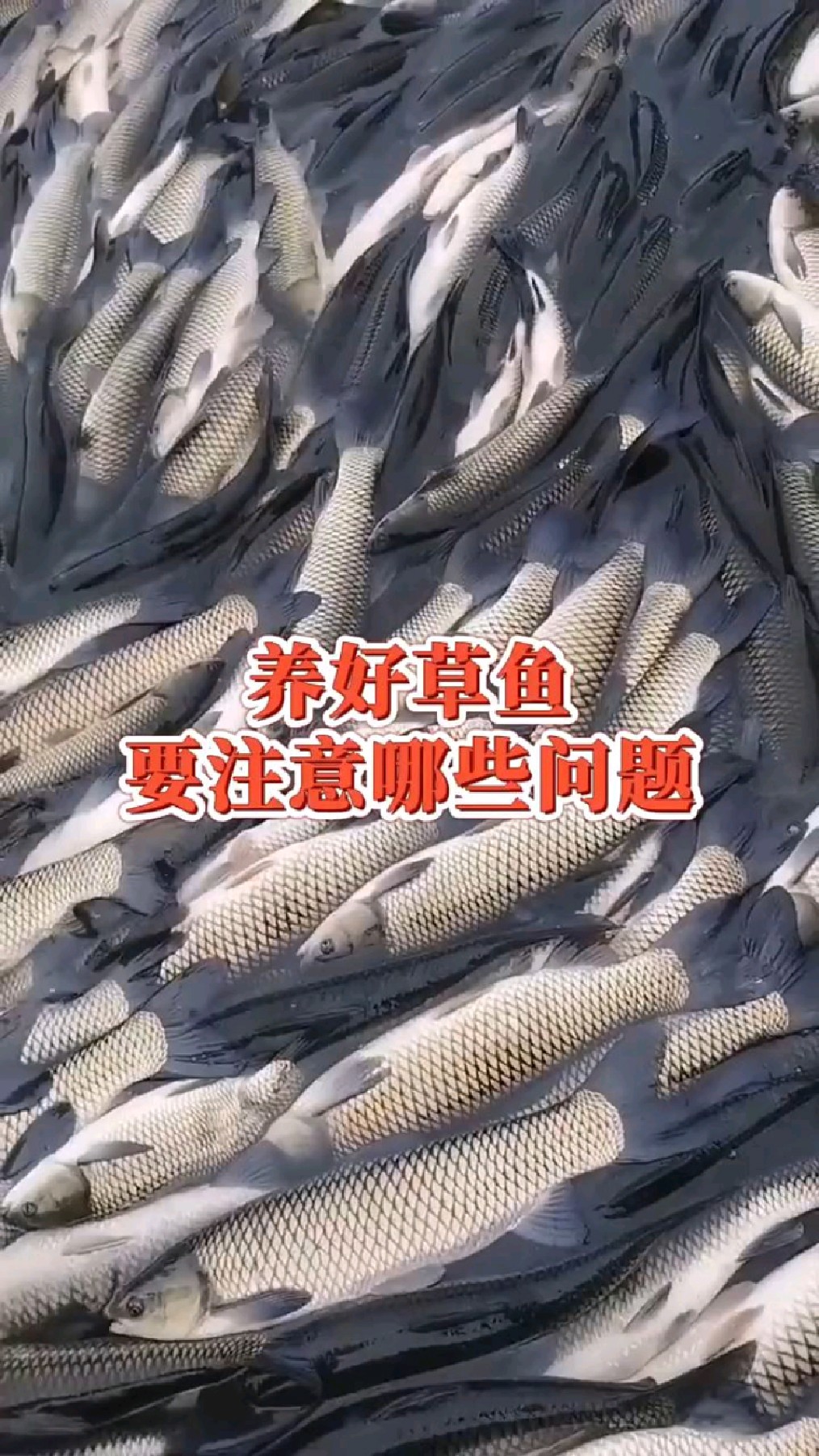 养草鱼要注意这些问题
