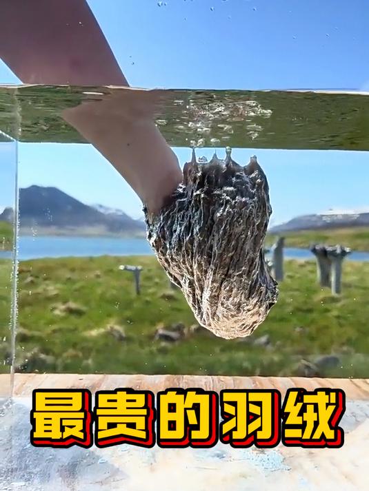 世界上最贵的鸭绒