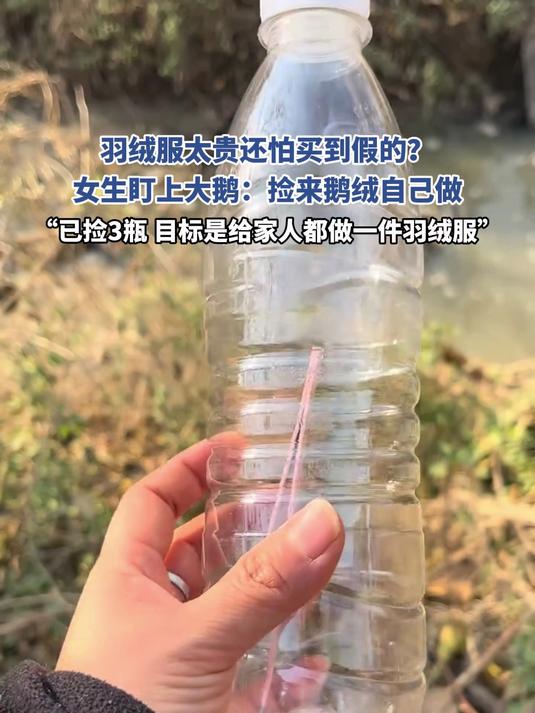 羽绒服太贵还怕买到假的,女生盯上大鹅:捡来鹅绒自己做