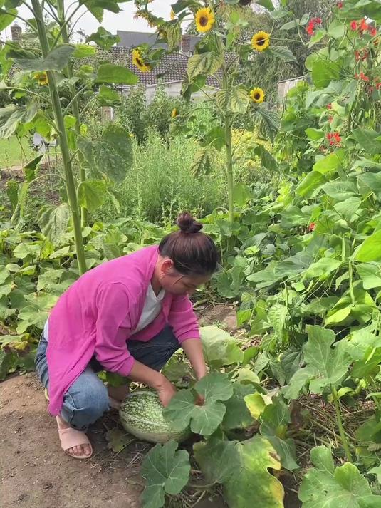 有很多朋友说没见过这种瓜其实没出国前我也没见过