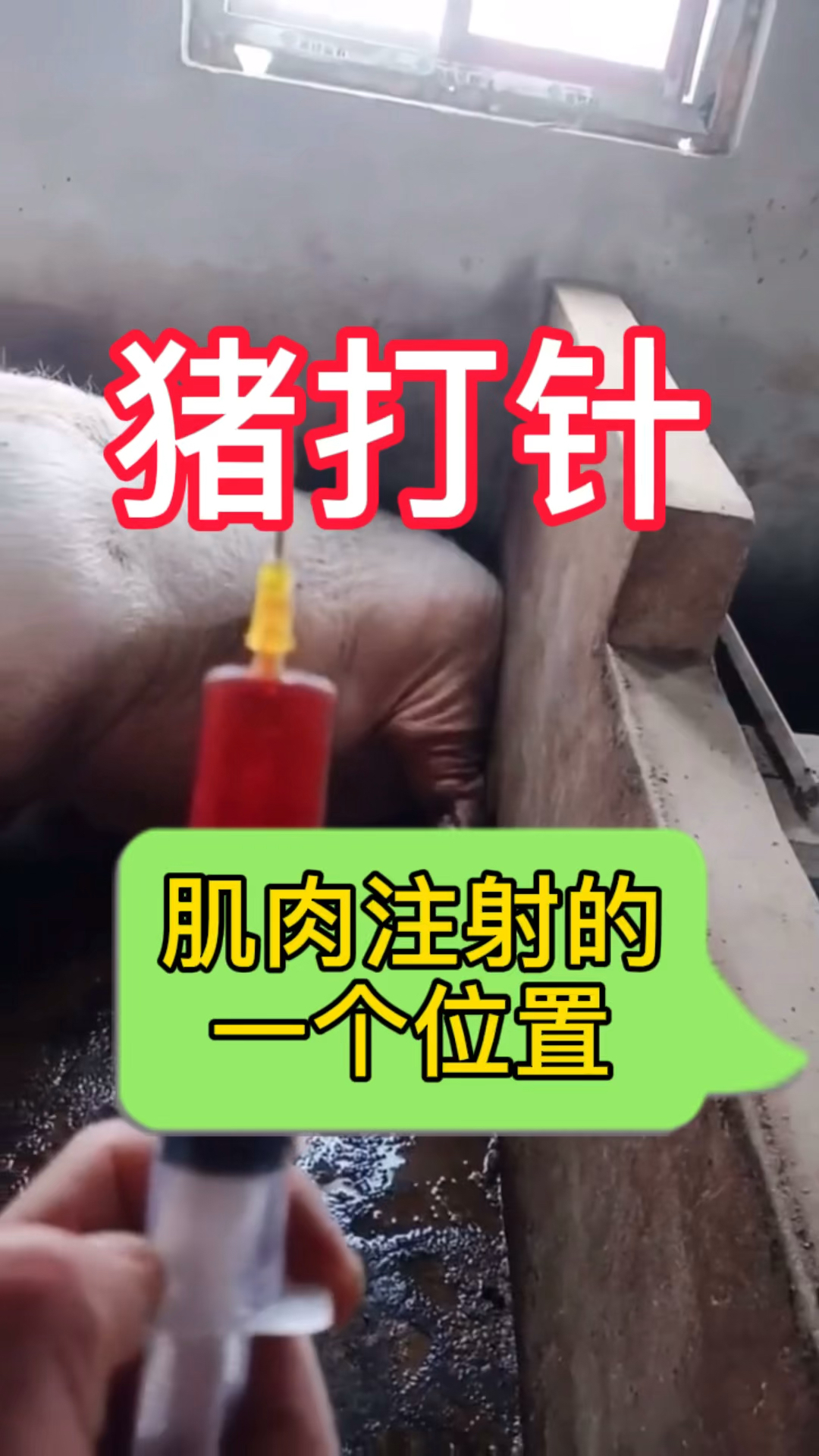 猪打针肌肉注射位置