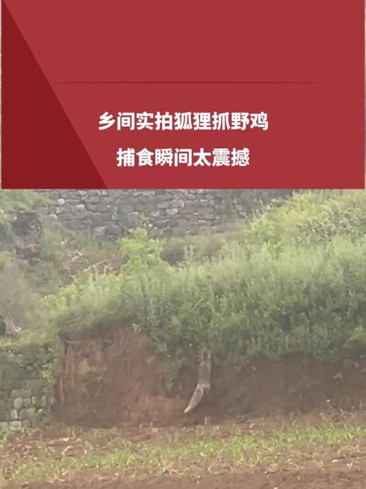 乡间实拍狐狸抓野鸡，捕食瞬间太震撼