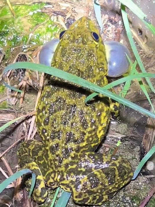 这是虎纹蛙，国家二级保护动物，不能吃