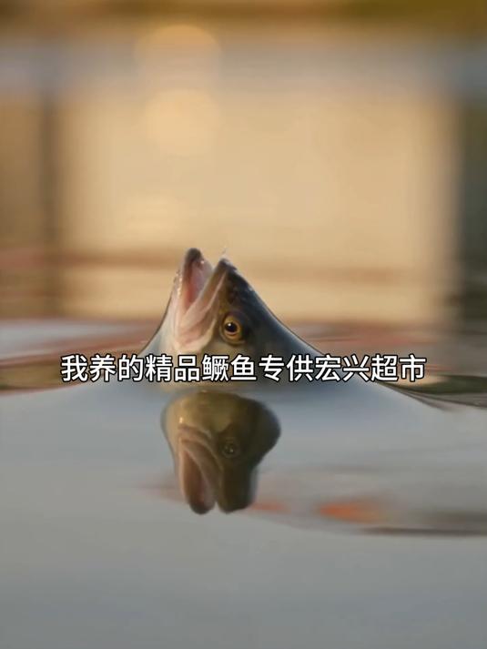 卖鱼被做局，我背负天价赔偿金-第01集
