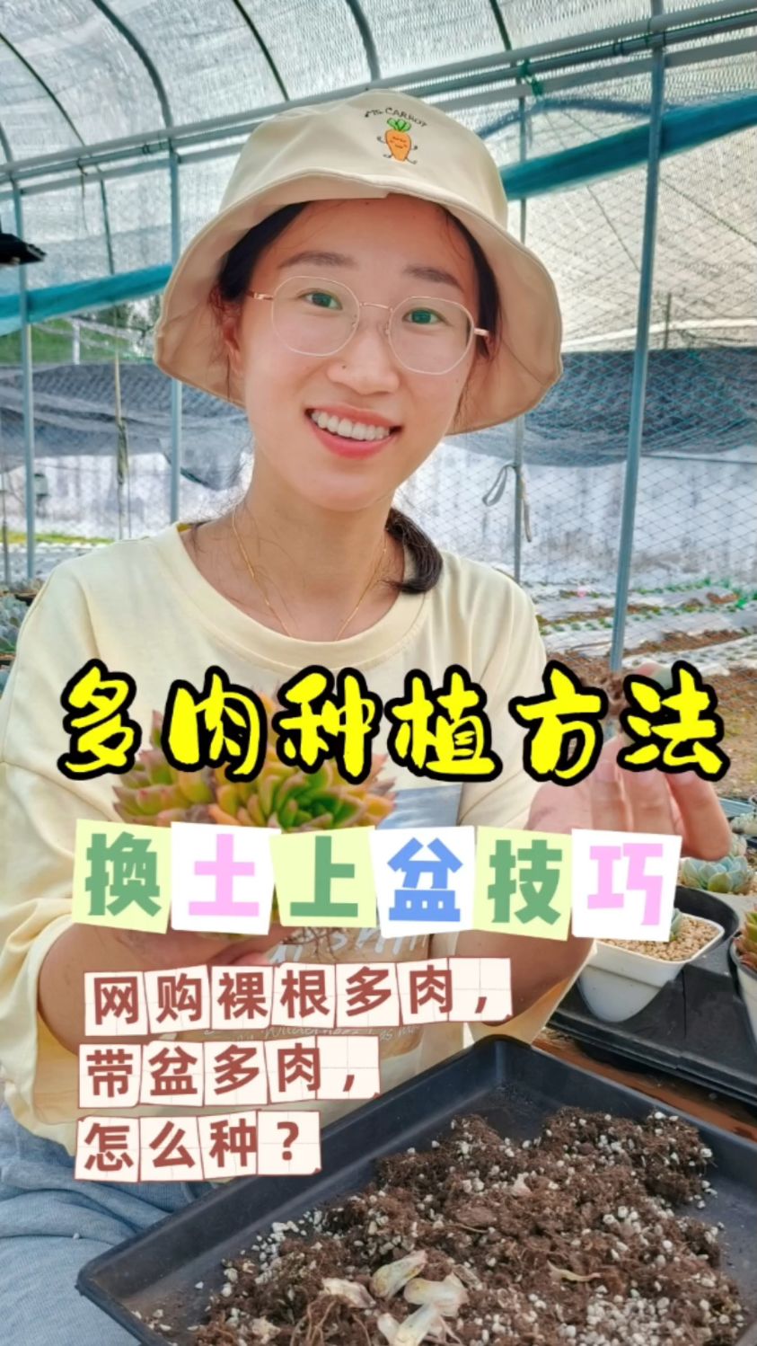 多肉种植方法,网购多肉该如何上盆?