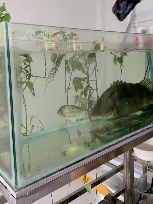 野生大桂鱼