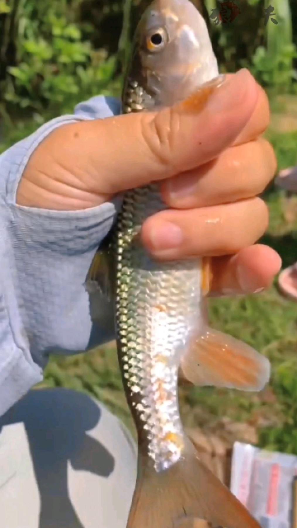 溪流连杆,每条个都挺肥的