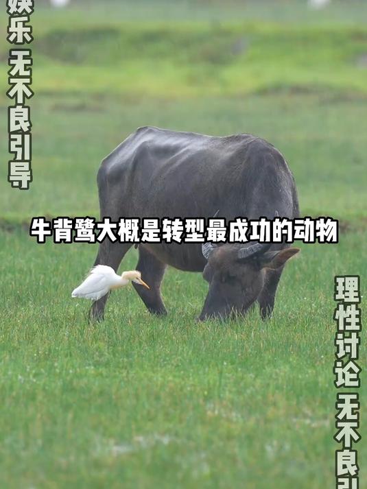 牛背鹭大概是转型最成功的动物