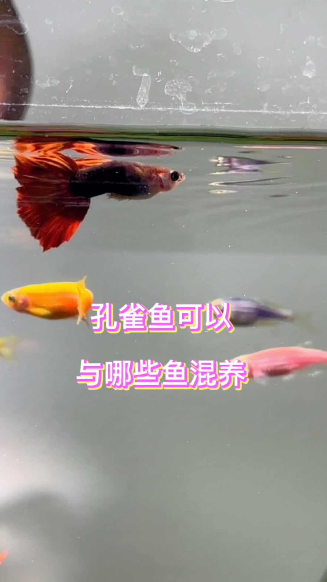 孔雀鱼可以和哪些鱼混养#水族 #鱼缸里的大自然 #养鱼日记