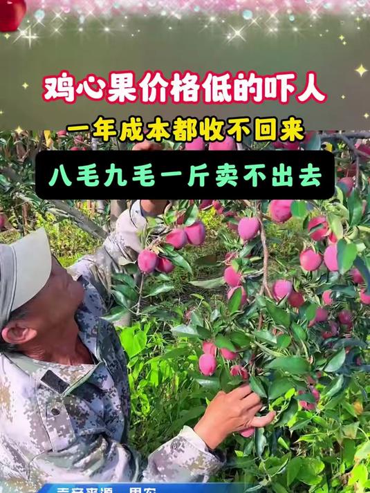 啥是鸡心果?没吃过得来看啊看!鸡心果