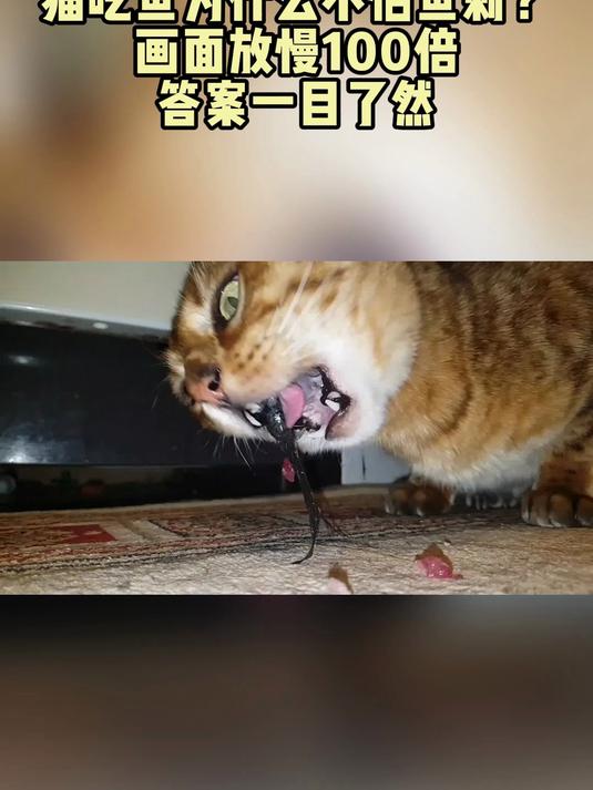 猫吃鱼为什么不怕鱼刺?画面放慢100倍,答案一目了然