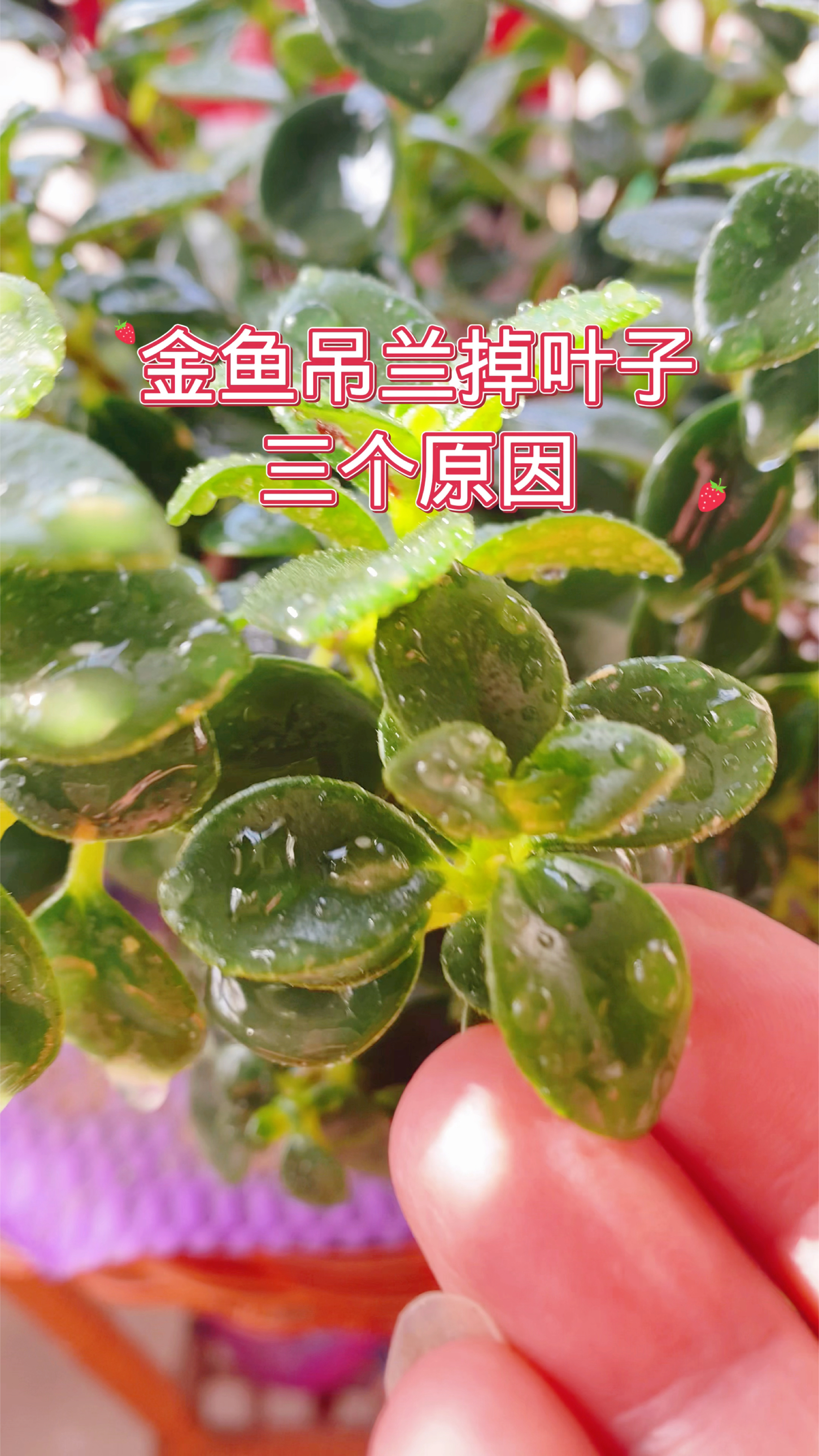 金鱼吊兰掉叶子,三个原因