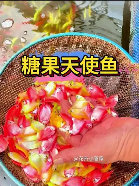 新手养糖果天使鱼超简单!自带色且越养越艳