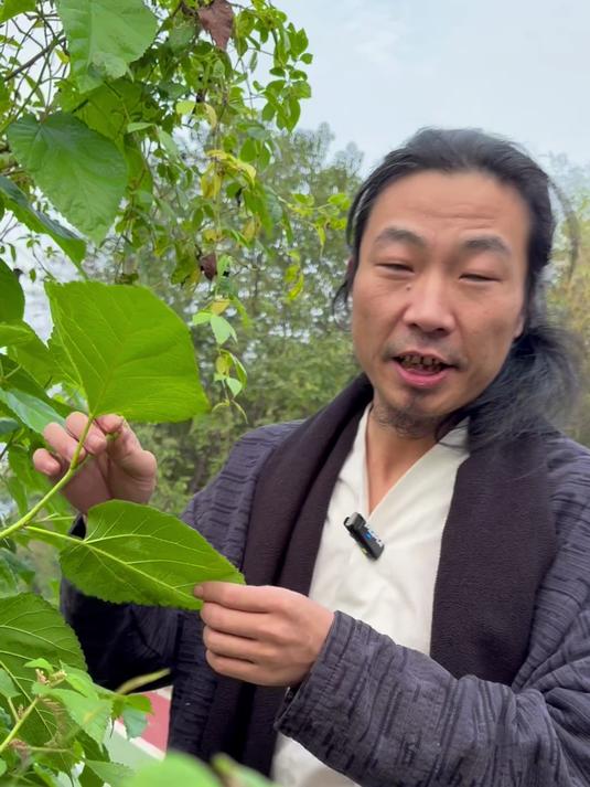 秋桑叶茶-蒸一蒸炒一炒,绿茶工艺味道妙极了 万物皆可茶