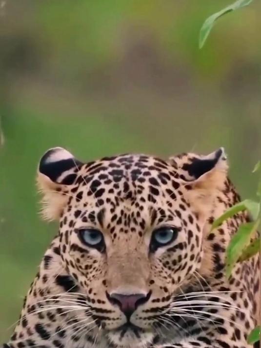 他是猛兽界的天花板，躲在水里的鳄鱼被它追杀，鳄鱼当时就吓尿