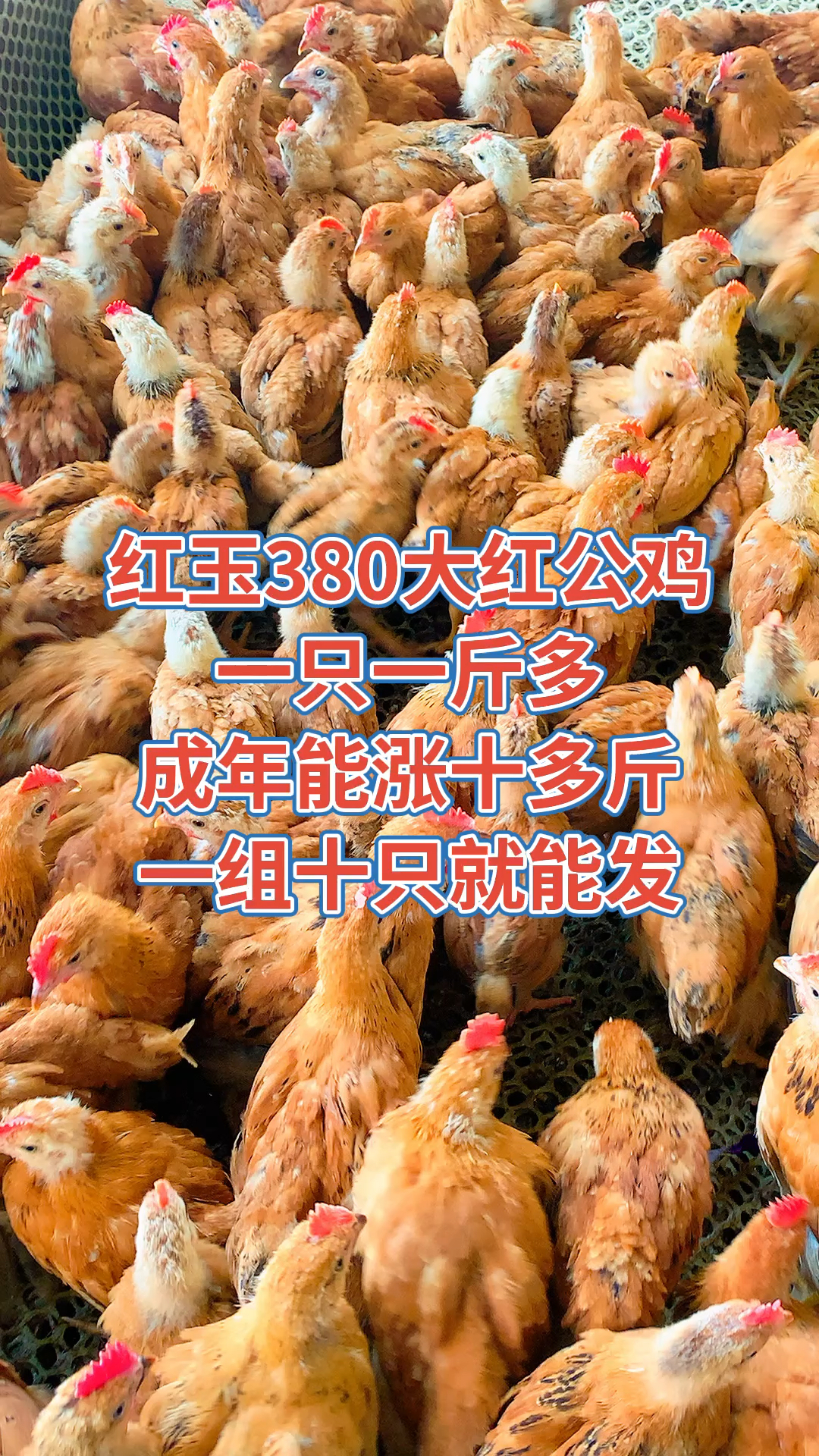 红玉380大红公鸡苗