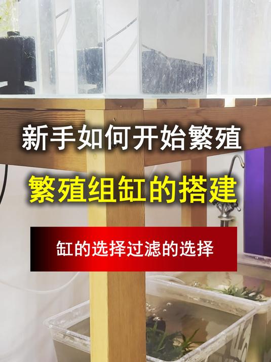 新手如何开始繁殖观赏鱼,繁殖缸的搭建,过滤的选择