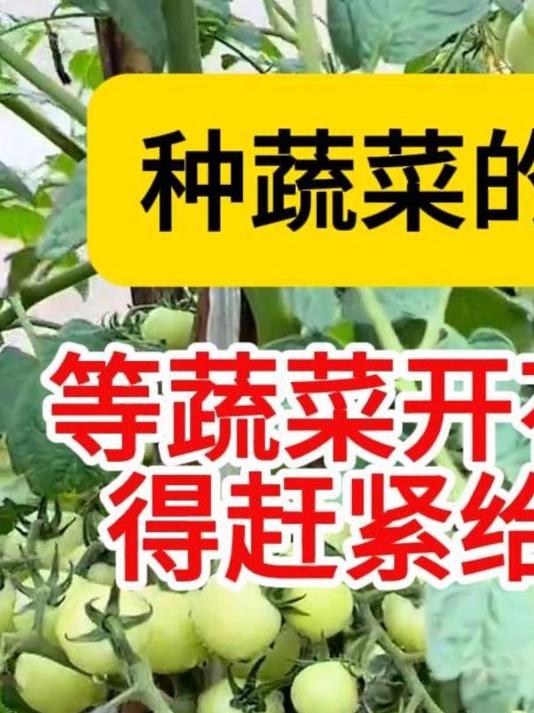 等到蔬菜开花结果期,一定要做好这一步