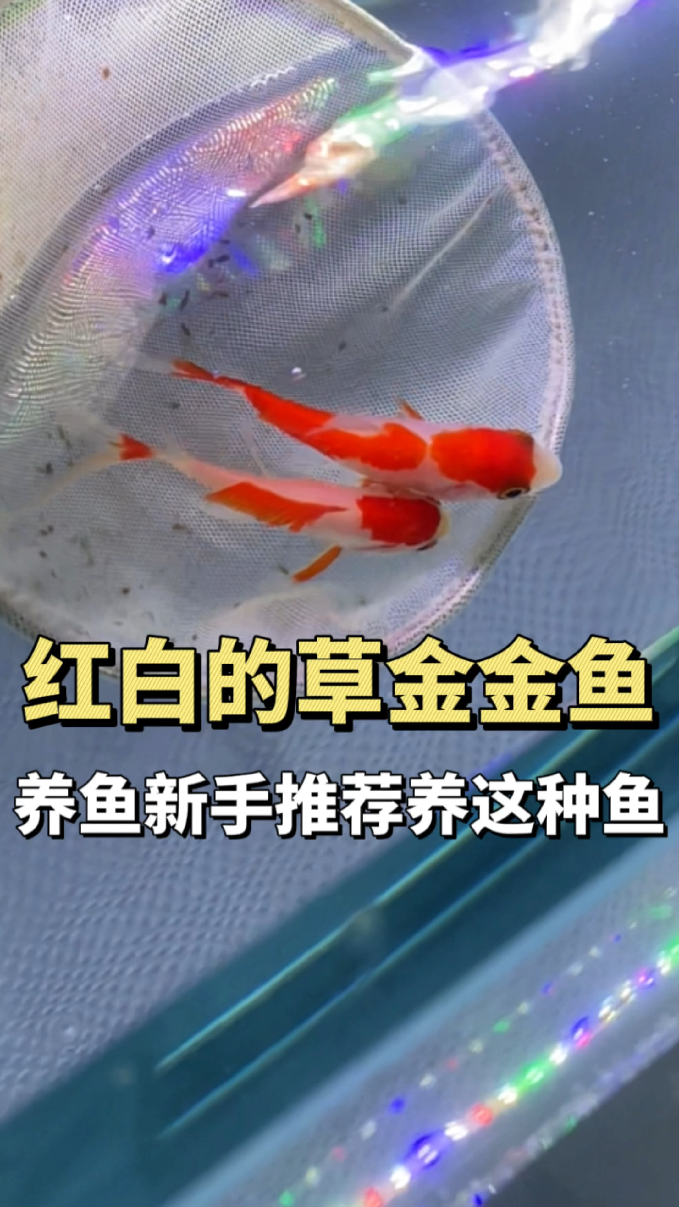 红白草金金鱼,养鱼新手推荐养这种鱼