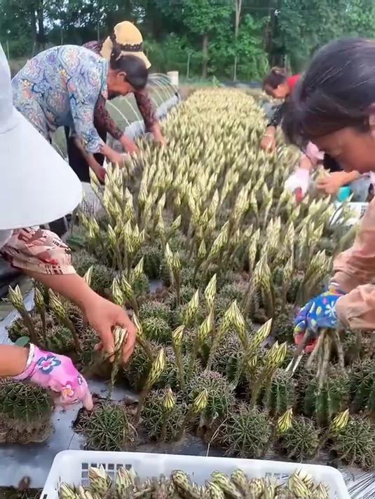 天鹅蛋，一种可以食用的仙人球，它的花也是可以吃的