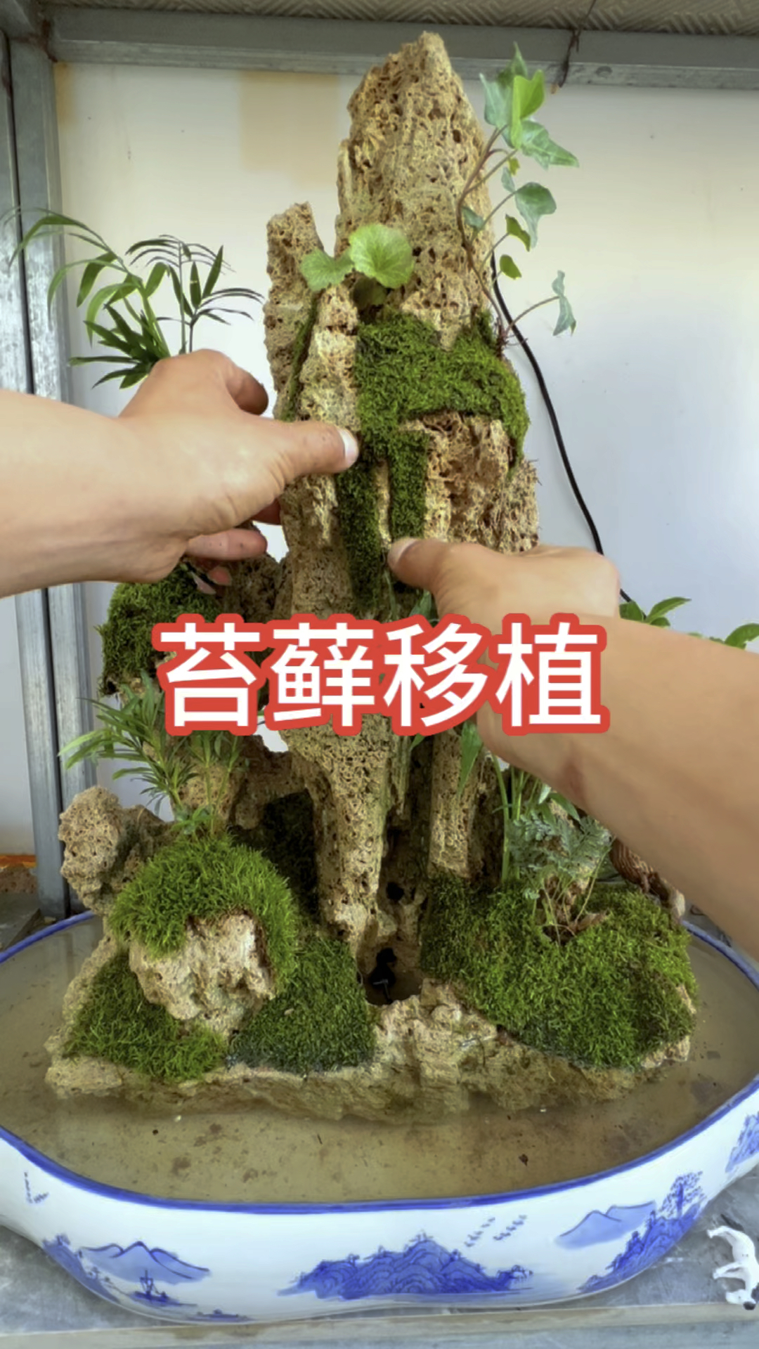 苔藓的种植和养护