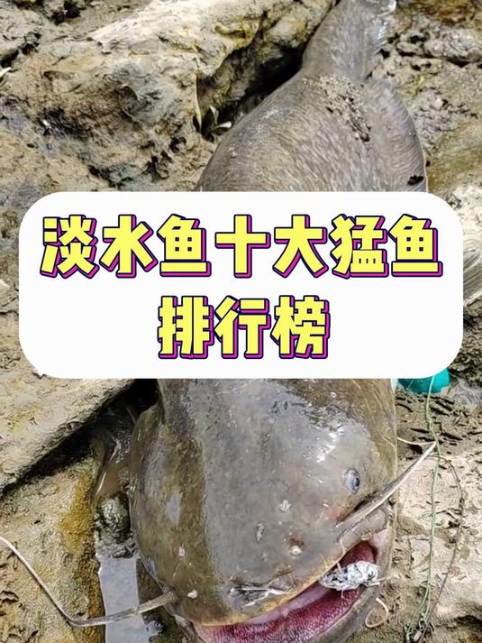 淡水鱼十大猛鱼排行榜