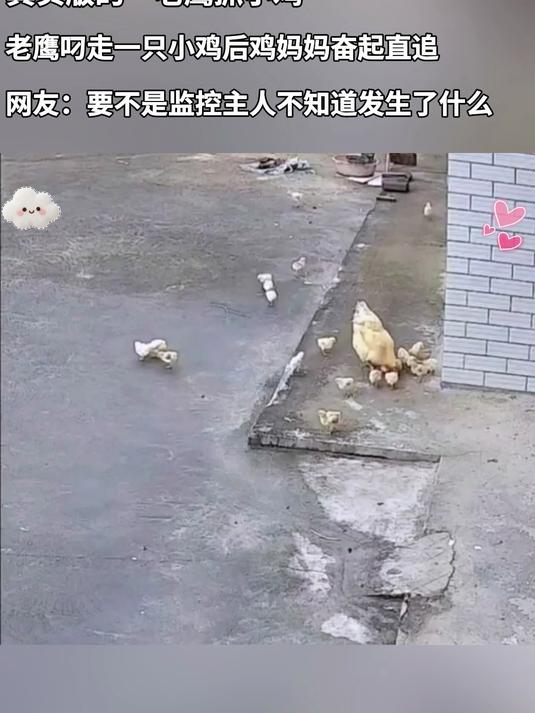 真实版的“老鹰抓小鸡”，老鹰叼走一只小鸡后鸡妈妈奋起直追