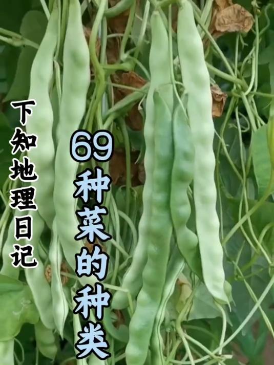 科普分享一些菜的种类,你看你认识几种!