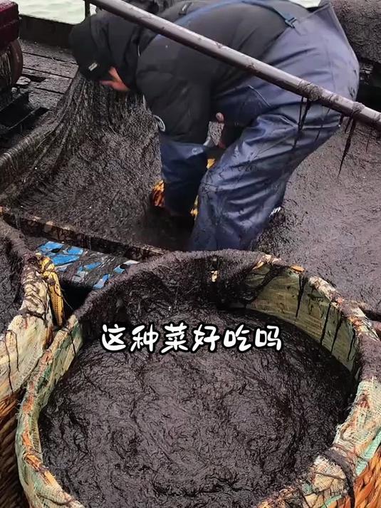 分享21种新鲜采摘的蔬菜,你都吃过哪几种呀?