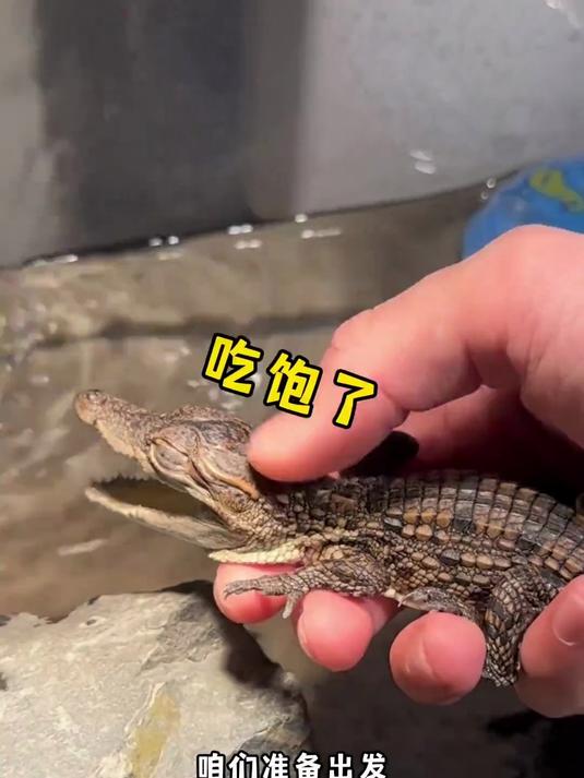 快来看我遛鳄鱼了！(3)