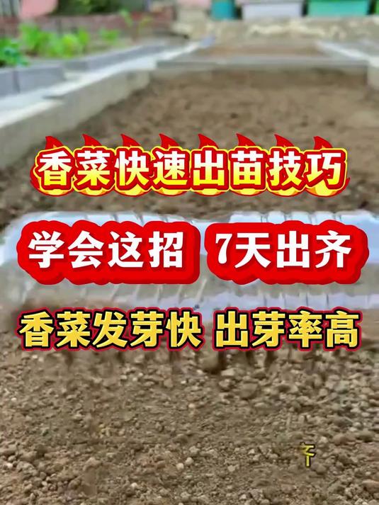 香菜快速出苗技巧学会这招7天出齐发芽快出芽率高