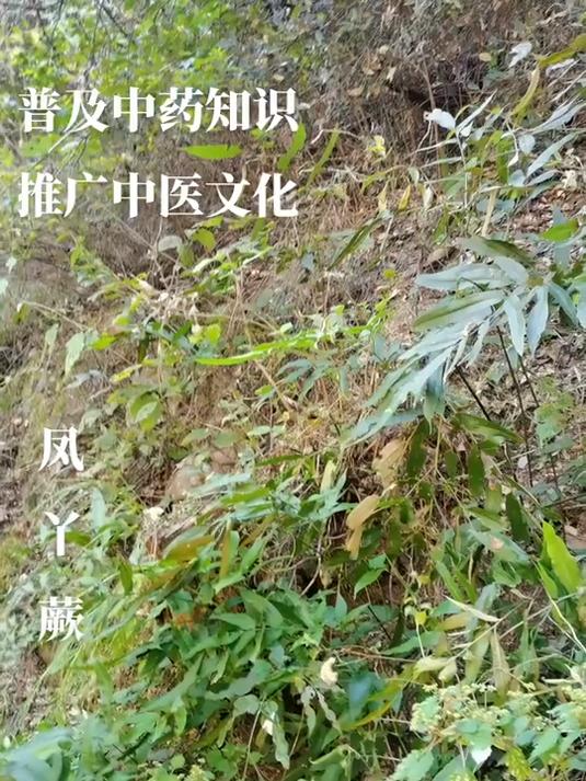凤丫草 每天认识一种中药材,今天认识一项凤丫草